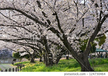 櫻桃樹盛開 櫻桃樹盛開 124730464
