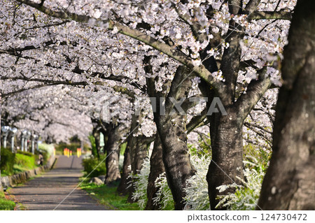 Cherry tree in full bloom  124730472