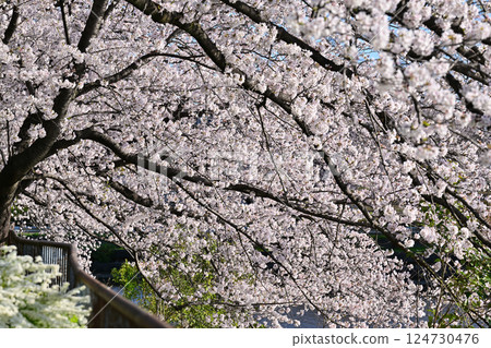 Cherry tree in full bloom  124730476