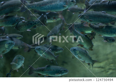 一群虹鱒魚 124730494