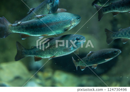 A group of rainbow trout A group of rainbow trout 124730496