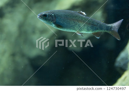 Rainbow trout in the aquarium Rainbow trout in the aquarium 124730497