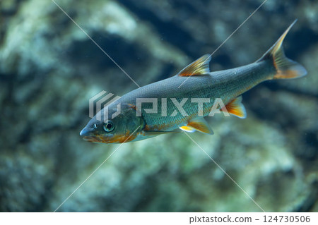 Japanese dace in the aquarium 124730506
