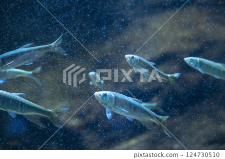 A group of Oikawa 124730510