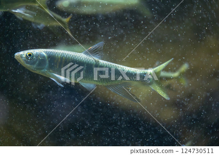 Oikawa at the aquarium 124730511