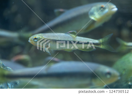 Chub in the aquarium 124730512