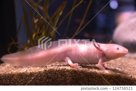Mexican salamander in the aquarium Mexican salamander in the aquarium 124730521
