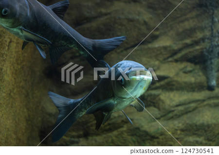 水族館裡的大頭魚 124730541