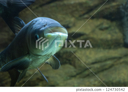水族館裡的大頭魚 水族館裡的大頭魚 124730542