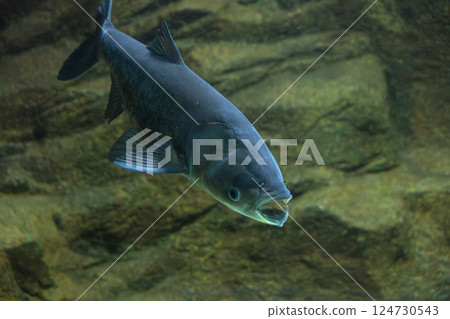 水族館裡的大頭魚 水族館裡的大頭魚 124730543
