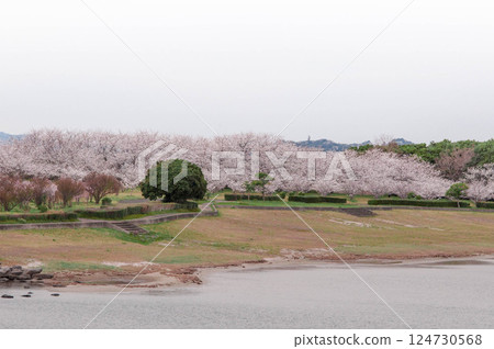 Spring cherry blossoms in Mikawa Rinkai Green Space "Japanese Archipelago" Toyokawa City, Mito Town Spring cherry blossoms in Mikawa Rinkai Green Space "Japanese Archipelago" Toyokawa City, Mito Town 124730568
