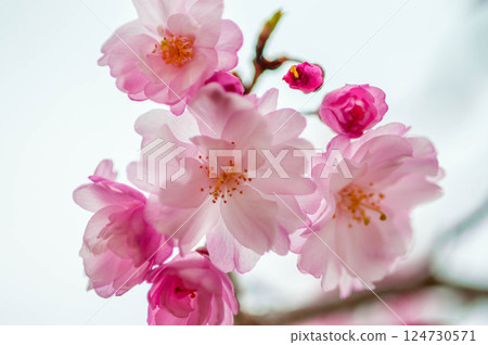 Beautiful cherry blossoms in Mikawa Rinkai Green Space, "Japanese Archipelago," Toyokawa City, Mito Town 124730571
