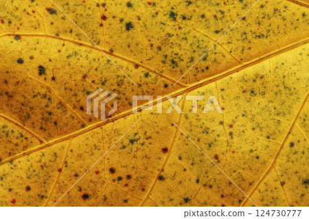 Hibiscus Ruth Wilcox Leaf Hibiscus Ruth Wilcox Leaf 124730777