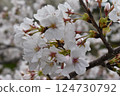 櫻花 124730792