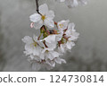 櫻花 124730814