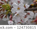 盛開的櫻花 124730815