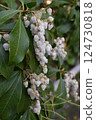 白色Aseb花 124730818