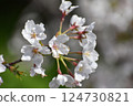 盛開的櫻花 124730821