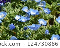 Nemophila花 124730886