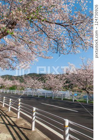 櫻花盛開、藍天白雲、蒲郡西交流道南側、名保道路、蒲郡繞道 櫻花盛開、藍天白雲、蒲郡西交流道南側、名保道路、蒲郡繞道 124730926