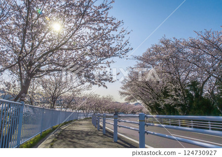 櫻花風景：名保道路蒲郡繞道蒲郡西出入口南側 124730927