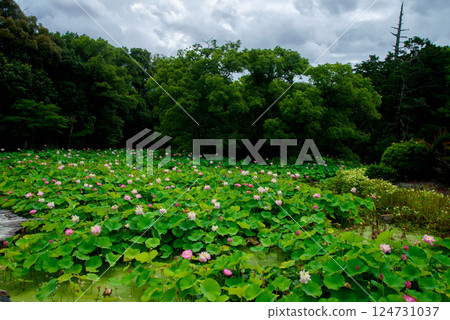 Himuro Pond at Kanshuji Temple in summer Himuro Pond at Kanshuji Temple in summer 124731037