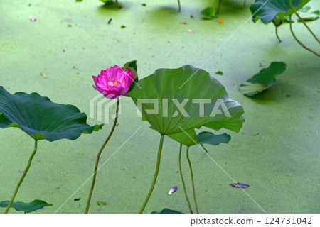 夏季的觀宗寺冰室池 124731042