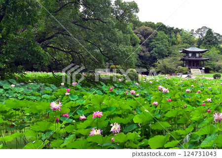 池塘和觀音寺旁盛開的粉紅色蓮花 池塘和觀音寺旁盛開的粉紅色蓮花 124731043