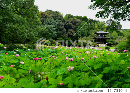 池塘和觀音寺旁盛開的粉紅色蓮花 池塘和觀音寺旁盛開的粉紅色蓮花 124731044