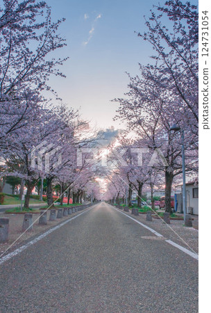 櫻花隧道 4 豐川市政府 中央圖書館 地球空間館 田徑場 櫻花隧道 4 豐川市政府 中央圖書館 地球空間館 田徑場 124731054