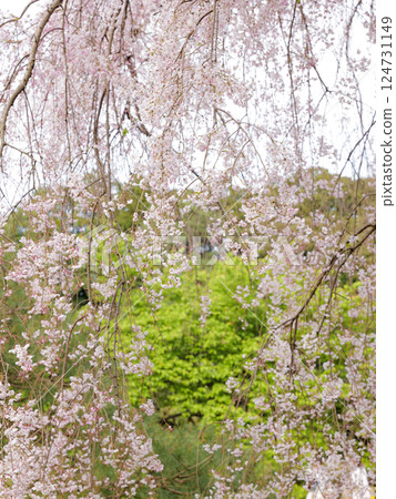 新綠中綻放的垂枝櫻花 124731149