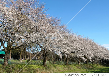 The beautiful cherry blossoms of the Minuma Tambo Sakura Corridor shine against the blue sky The beautiful cherry blossoms of the Minuma Tambo Sakura Corridor shine against the blue sky 124731365