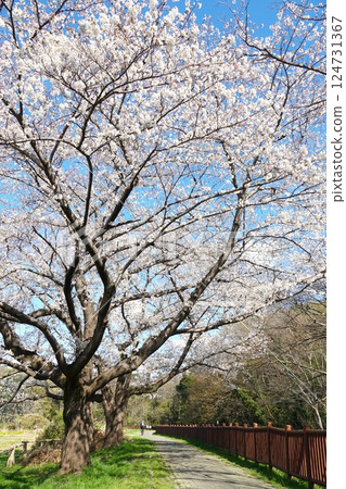 The beautiful cherry blossoms of the Minuma Tambo Sakura Corridor shine against the blue sky 124731367