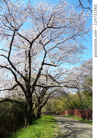 The beautiful cherry blossoms of the Minuma Tambo Sakura Corridor shine against the blue sky 124731368