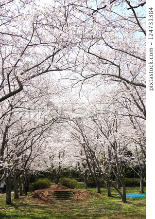 城山公園櫻花節的風景,櫻花盛開 城山公園櫻花節的風景,櫻花盛開 124731384