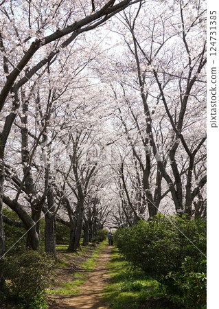 城山公園櫻花節的風景,櫻花盛開 城山公園櫻花節的風景,櫻花盛開 124731385