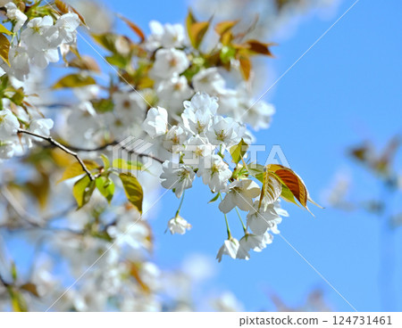 野生烏鴉 124731461