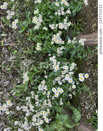 這是五月初在森林裡盛開的毛茛花。 124731512