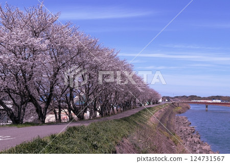 島根縣益田市益田川沿岸的櫻花樹 島根縣益田市益田川沿岸的櫻花樹 124731567
