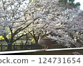 A duck resting among cherry blossoms in full bloom 124731654