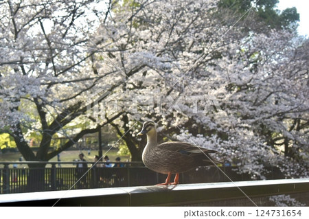 A duck resting among cherry blossoms in full bloom 124731654