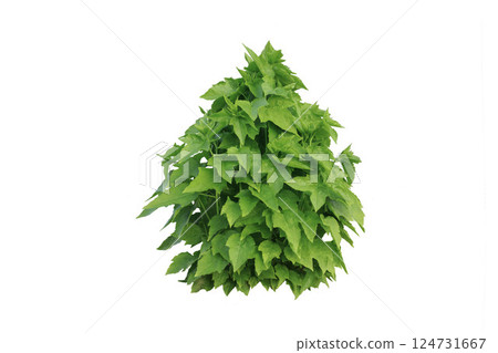Isolated trees on white background. high qaulity tree on white background, full frame camera shoot for high resolution picture for both printing and web pages. 124731667
