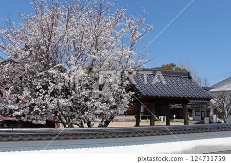 島根縣益田市萬福寺的櫻花 島根縣益田市萬福寺的櫻花 124731759