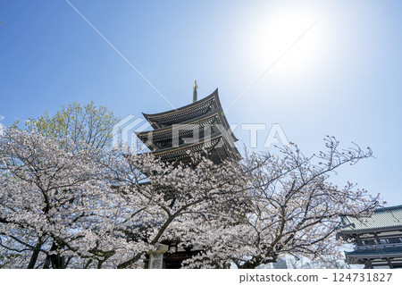 Kakuozan Nittaiji Temple in Spring 124731827