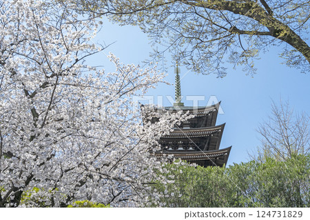 Kakuozan Nittaiji Temple in Spring Kakuozan Nittaiji Temple in Spring 124731829