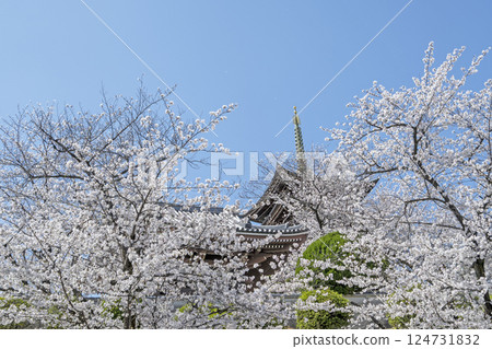 Kakuozan Nittaiji Temple in Spring Kakuozan Nittaiji Temple in Spring 124731832