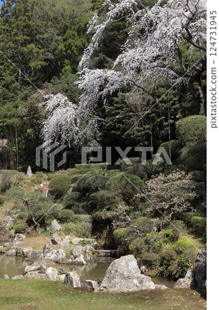 Weeping cherry tree in the garden of Ikoji Temple, Masuda City, Shimane Prefecture 124731945