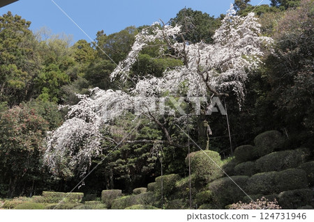 Weeping cherry tree in the garden of Ikoji Temple, Masuda City, Shimane Prefecture Weeping cherry tree in the garden of Ikoji Temple, Masuda City, Shimane Prefecture 124731946