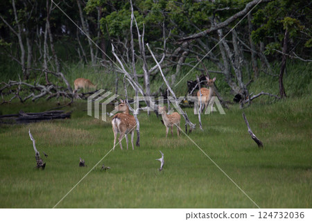 Nature of Notsuke Peninsula 124732036