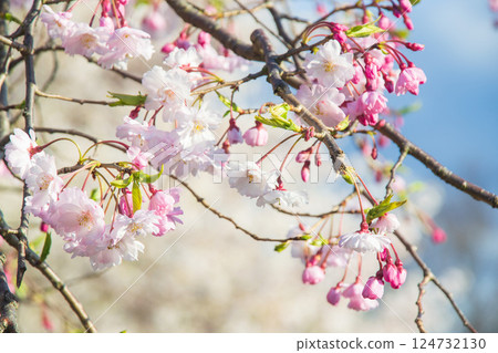 Close-up of weeping cherry tree Close-up of weeping cherry tree 124732130